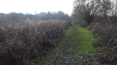 Meadow Pool