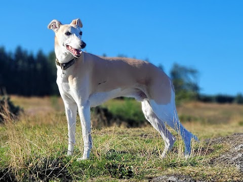 Gleniffer Braes Country Park