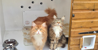 Cleeve Country Cattery - Official 5 Star Cattery