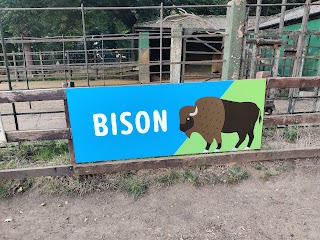 European Bison