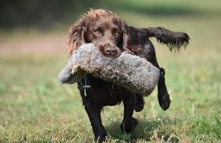 Warwick Gundogs