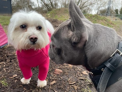 North London Dog Walker Pampered Pooches