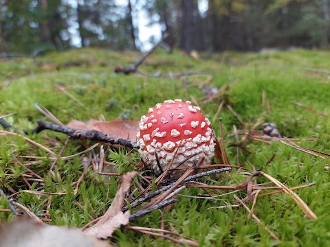 Гетьманський національний природний парк