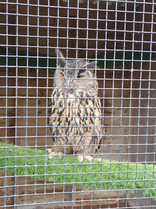 Kent Owl Academy