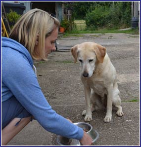 PAWS Dog Services Rugby