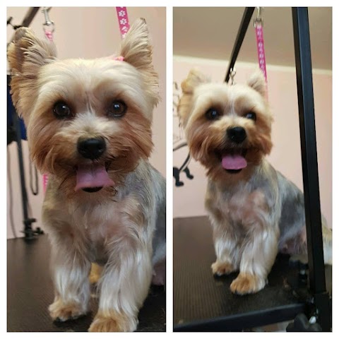 Grooming Salon Woof Woof