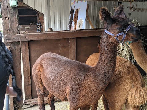 Ings Park Alpacas