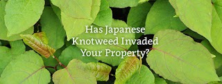 Knotweed Help - Japanese Knotweed Solicitors