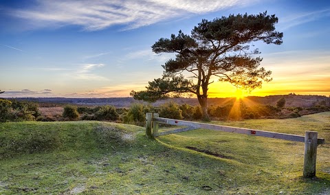 New Forest Cottages