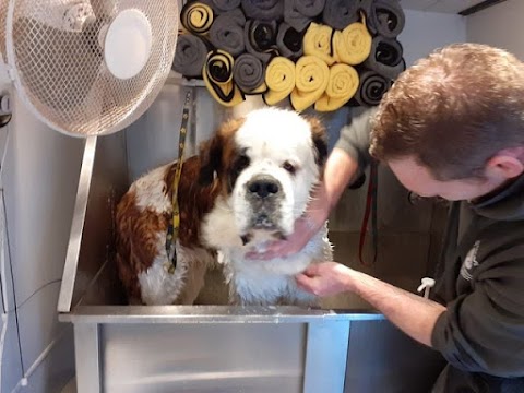 Crate Escape Pet Groomer Redditch