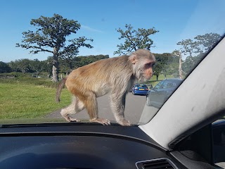 Monkey Drive Thru, Longleat Safari Park