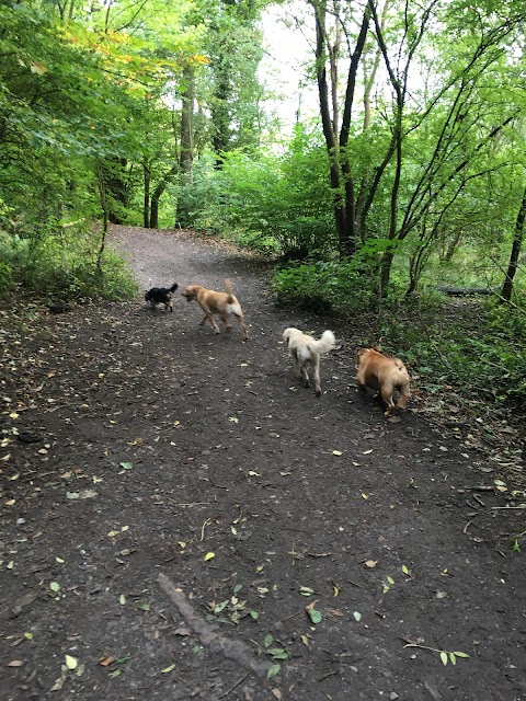 wirral dog walking service