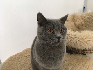 Shirley Boarding Cattery