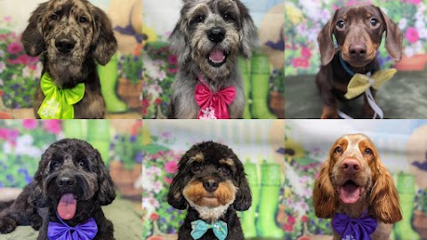 Shake & Style Dog Grooming