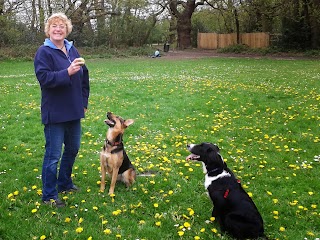 Tanya's Waggy Tail Walks (Dog Walking & Cat Sitting in Wokingham)