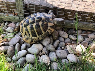 Ashtead Pet Boarding & Guinea Pig Rescue