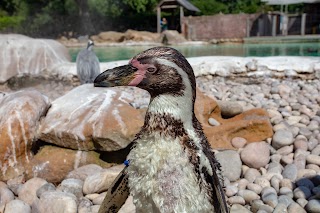 Penguin Beach