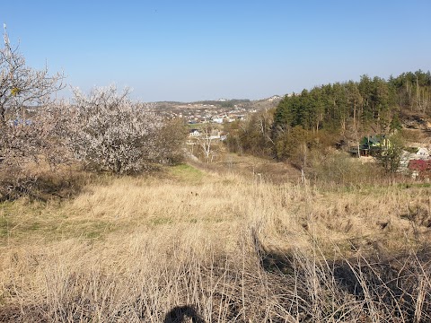 Ходосіївський Дуб. Ботанічна пам'ятка природи. Приблизно 450 років.