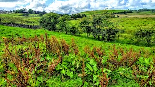 Pastures New (Lane Foot Petting Farm)