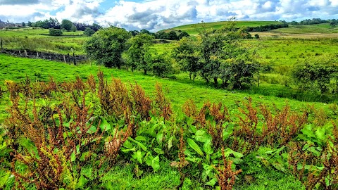 Pastures New (Lane Foot Petting Farm)