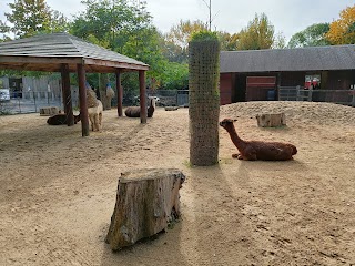 Llamas