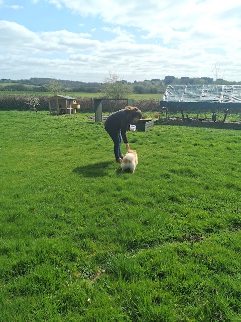 Laburnum Kennels