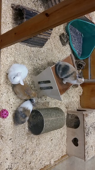 Pets at Home Fort Kinniard