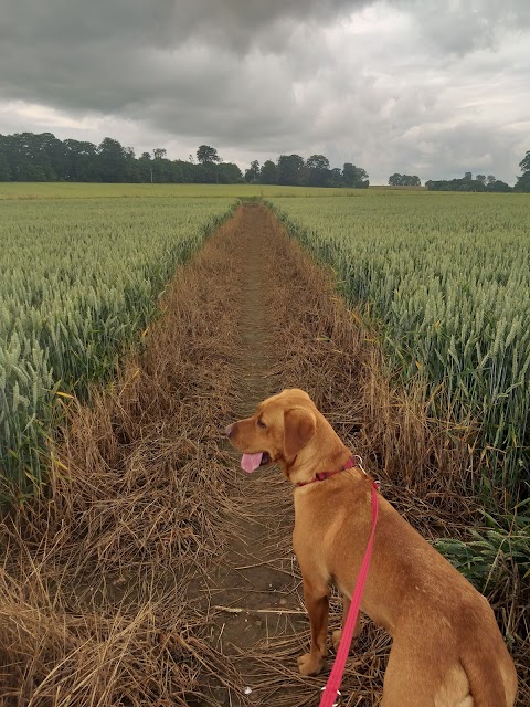 Pupster and Pooch Dog Walking