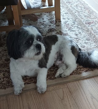 Shih Tzu Grooming Salon