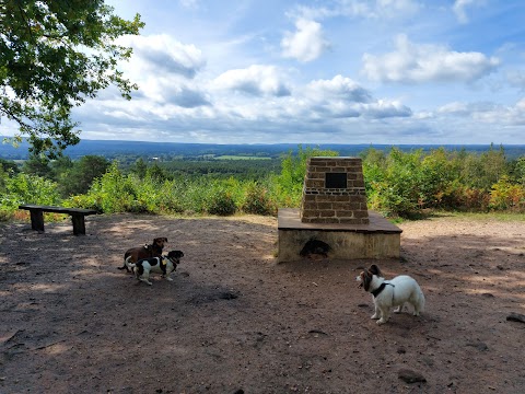 Alfie's Pals Dog Walking