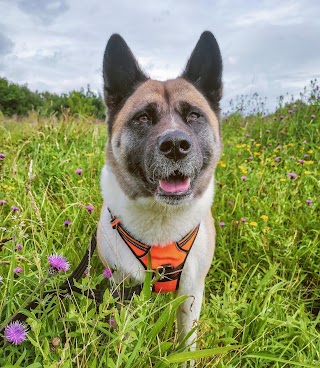 YapWoof Walkies