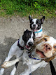Photo of New Forest Pet Care - Dog Walking and Pet Sitting services - 443 Throstle Road North, Middleton, Leeds LS10 4AD, United Kingdom
