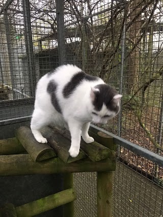 Hawthorn Cat Hotel