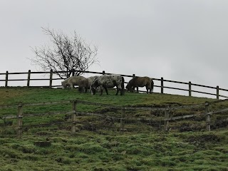 Pastures New (Lane Foot Petting Farm)
