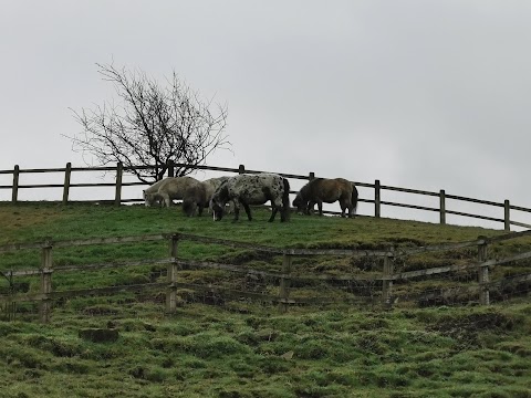 Pastures New (Lane Foot Petting Farm)