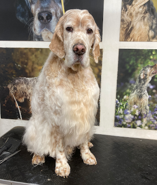 K9 Dog Grooming By Rebecca Goutorbe - Gundog Grooming