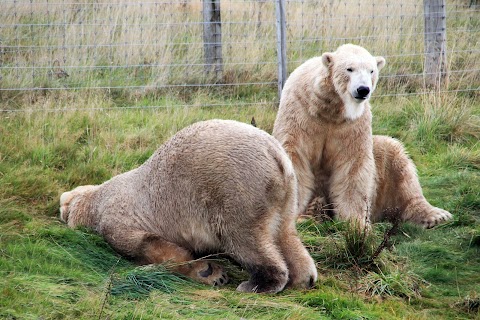 Highland Wildlife Park