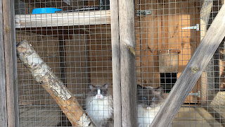 Catkins Boarding Cattery