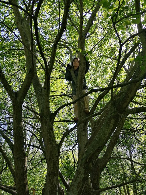 The Childrens Wood and North Kelvin Meadow