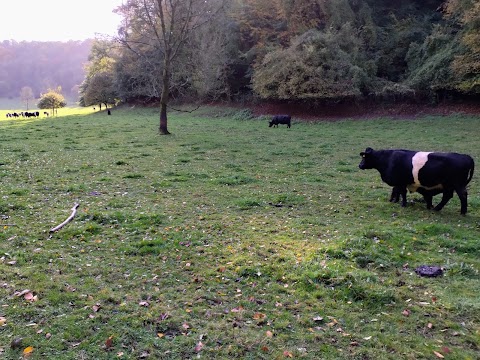 National Trust - Woodchester Park