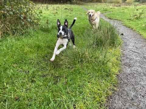 Paddy & Pals Dog Walking