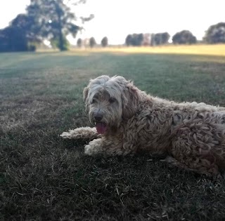 Spot and Fluff dog walking