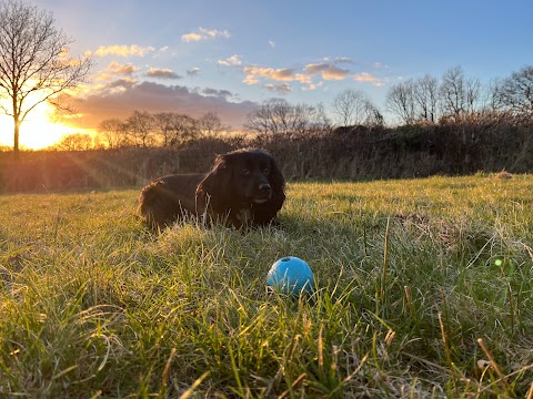 Orchard Kennels & Cattery