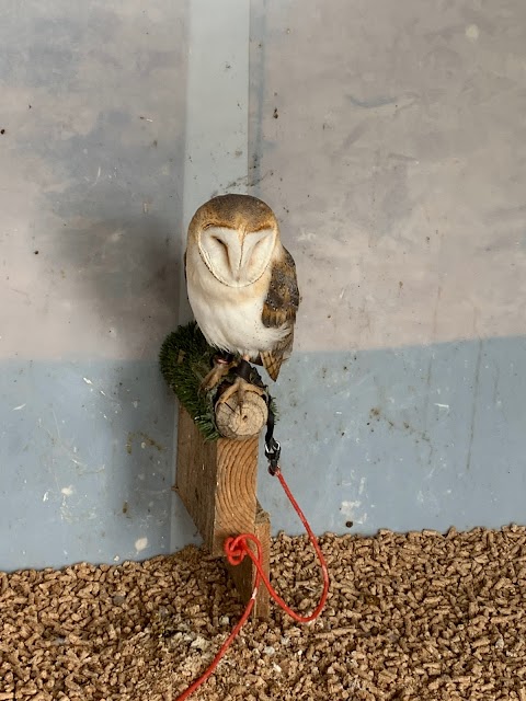 Bird on the Hand Falconry Experiences