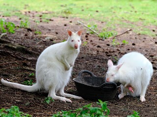 Leonardslee Wallaby Enclosure