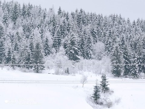 У Галыны Волосянка