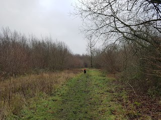 Foxley Wood