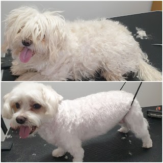 Dog Grooming by Monika