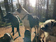 Photo of Rambles dog walking and pet services - Leek ST13 8SR, United Kingdom