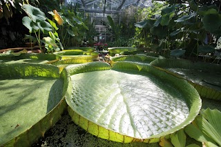 University of Bristol Botanic Garden